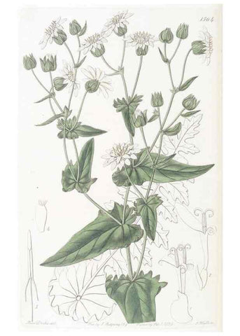 Reproducción/Reproduction 49825543617: Edwards's botanical register.. London :James Ridgway,1829-1847.. 