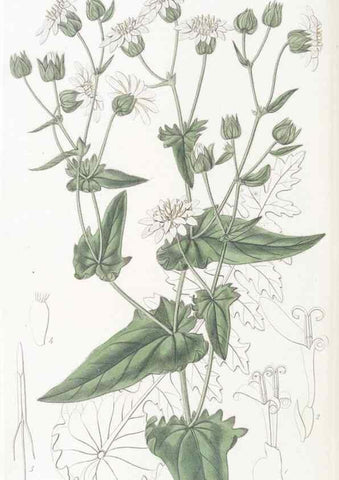 Reproducción/Reproduction 49825543617: Edwards's botanical register.. London :James Ridgway,1829-1847.. 