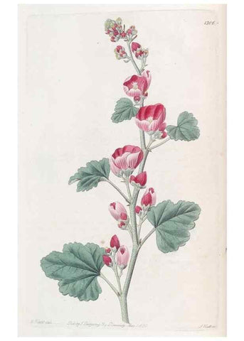 Reproducción/Reproduction 49825648507: Edwards's botanical register.. London :James Ridgway,1829-1847.. 