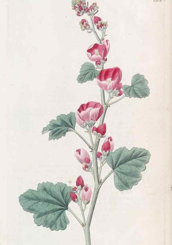 Reproducción/Reproduction 49825648507: Edwards's botanical register.. London :James Ridgway,1829-1847.. 