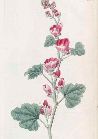 Reproducción/Reproduction 49825648507: Edwards's botanical register.. London :James Ridgway,1829-1847.. 