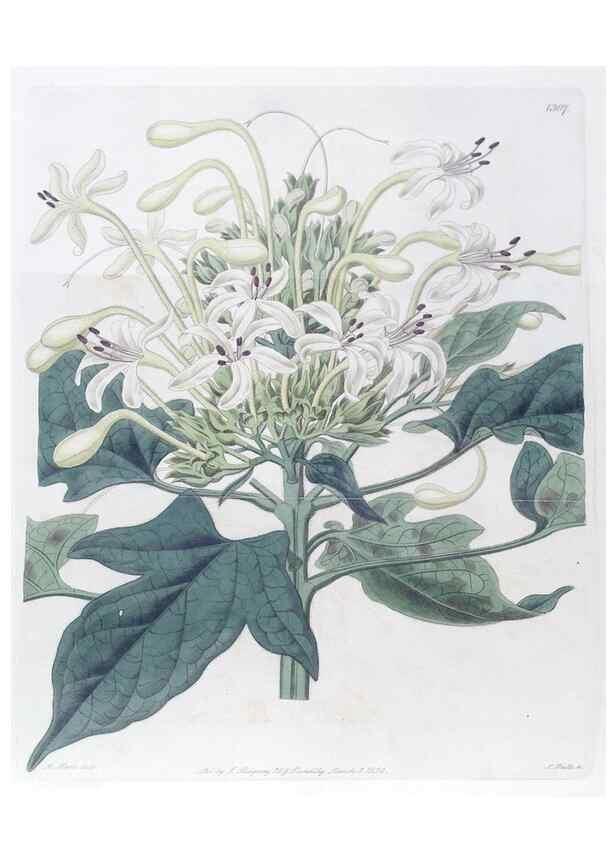 Reproducción/Reproduction 49824794718: Edwards's botanical register.. London :James Ridgway,1829-1847.. 