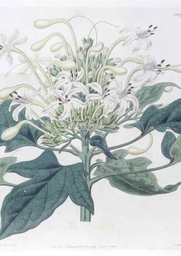 Reproducción/Reproduction 49824794718: Edwards's botanical register.. London :James Ridgway,1829-1847.. 