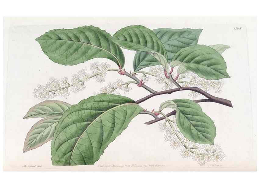 Reproducción/Reproduction 49825327941: Edwards's botanical register.. London :James Ridgway,1829-1847.. 