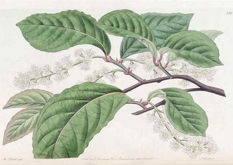 Reproducción/Reproduction 49825327941: Edwards's botanical register.. London :James Ridgway,1829-1847.. 