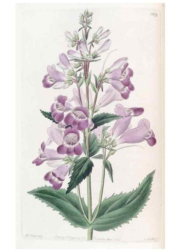 Reproducción/Reproduction 49825649037: Edwards's botanical register.. London :James Ridgway,1829-1847.. 