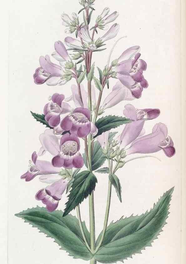 Reproducción/Reproduction 49825649037: Edwards's botanical register.. London :James Ridgway,1829-1847.. 