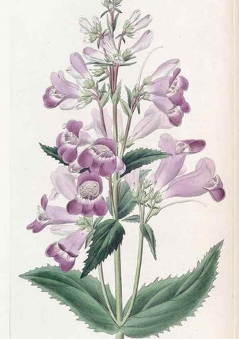 Reproducción/Reproduction 49825649037: Edwards's botanical register.. London :James Ridgway,1829-1847.. 