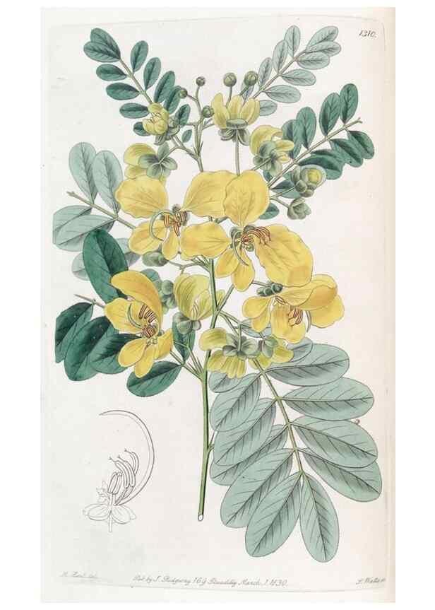 Reproducción/Reproduction 49825649142: Edwards's botanical register.. London :James Ridgway,1829-1847.. 