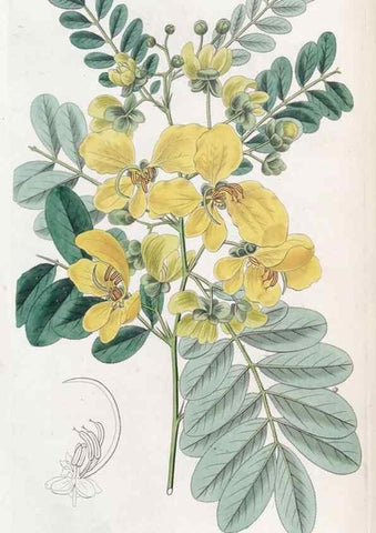 Reproducción/Reproduction 49825649142: Edwards's botanical register.. London :James Ridgway,1829-1847.. 