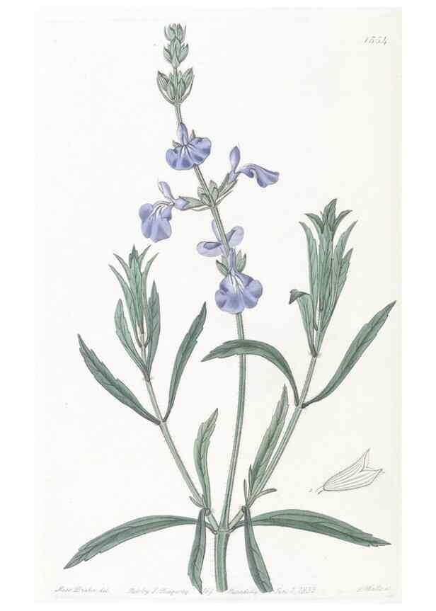 Reproducción/Reproduction 49824688213: Edwards's botanical register.. London :James Ridgway,1829-1847.. 