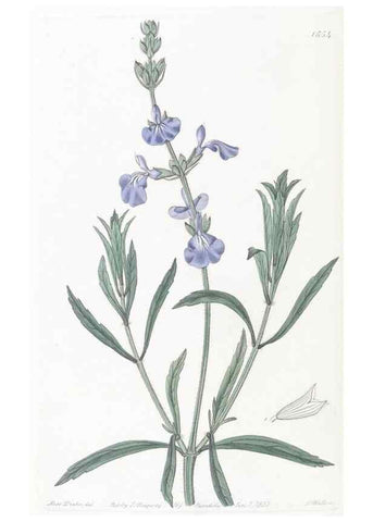 Reproducción/Reproduction 49824688213: Edwards's botanical register.. London :James Ridgway,1829-1847.. 
