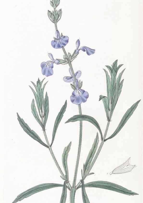 Reproducción/Reproduction 49824688213: Edwards's botanical register.. London :James Ridgway,1829-1847.. 
