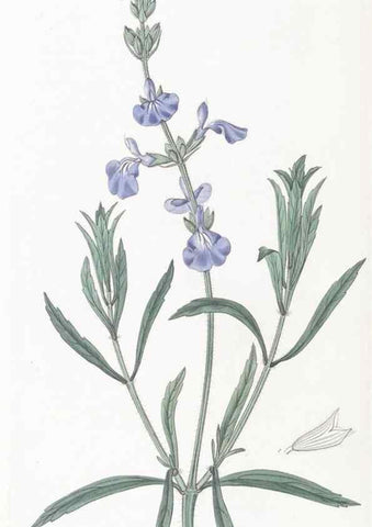 Reproducción/Reproduction 49824688213: Edwards's botanical register.. London :James Ridgway,1829-1847.. 