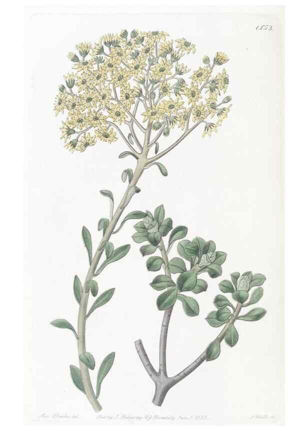 Reproducción/Reproduction 49825541182: Edwards's botanical register.. London :James Ridgway,1829-1847.. 