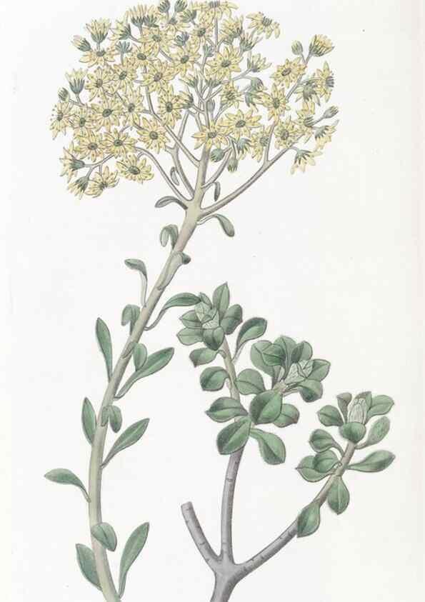 Reproducción/Reproduction 49825541182: Edwards's botanical register.. London :James Ridgway,1829-1847.. 