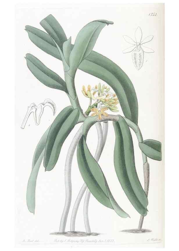 Reproducción/Reproduction 49825540902: Edwards's botanical register.. London :James Ridgway,1829-1847.. 