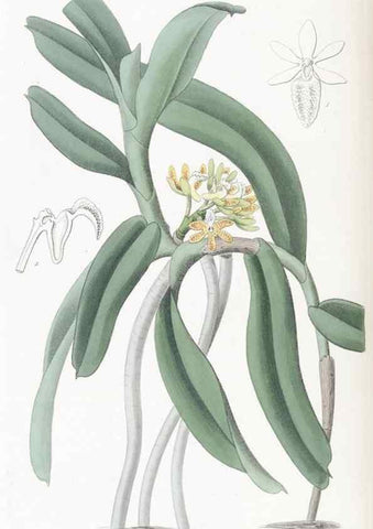 Reproducción/Reproduction 49825540902: Edwards's botanical register.. London :James Ridgway,1829-1847.. 