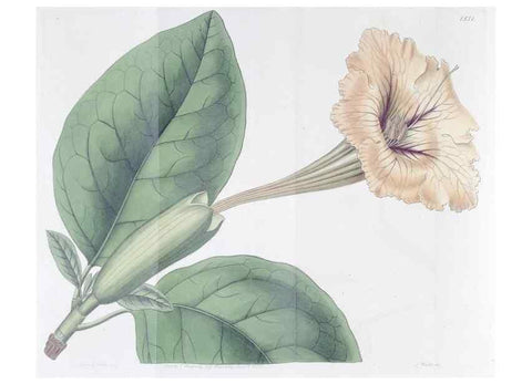 Reproducción/Reproduction 49825219681: Edwards's botanical register.. London :James Ridgway,1829-1847.. 