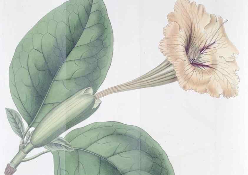 Reproducción/Reproduction 49825219681: Edwards's botanical register.. London :James Ridgway,1829-1847.. 