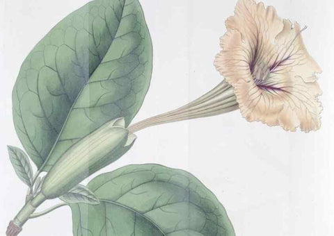 Reproducción/Reproduction 49825219681: Edwards's botanical register.. London :James Ridgway,1829-1847.. 