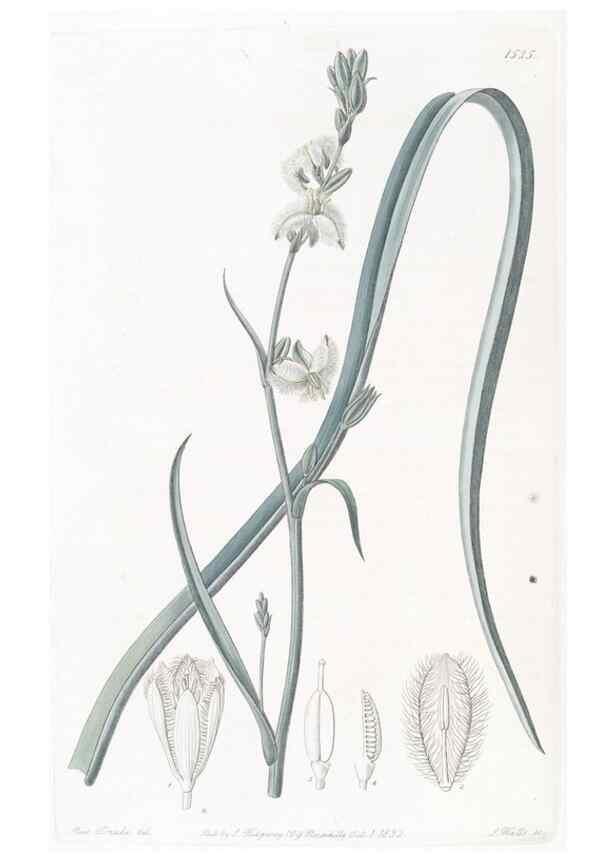 Reproducción/Reproduction 49824683578: Edwards's botanical register.. London :James Ridgway,1829-1847.. 