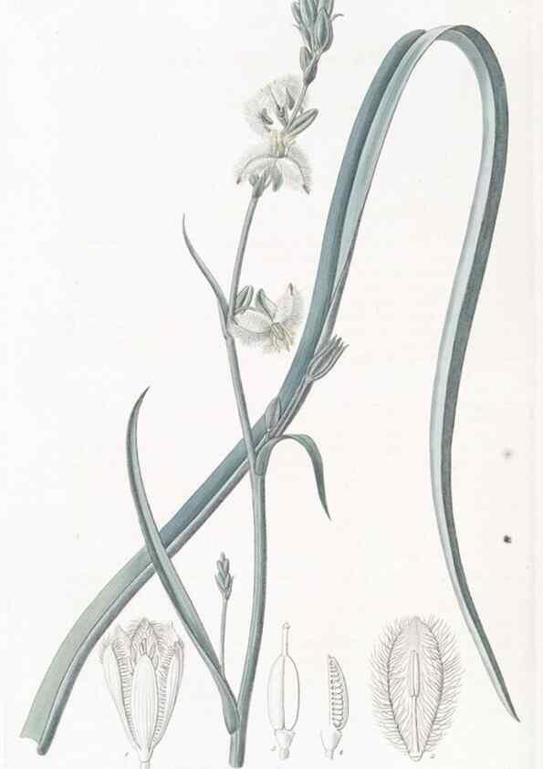 Reproducción/Reproduction 49824683578: Edwards's botanical register.. London :James Ridgway,1829-1847.. 