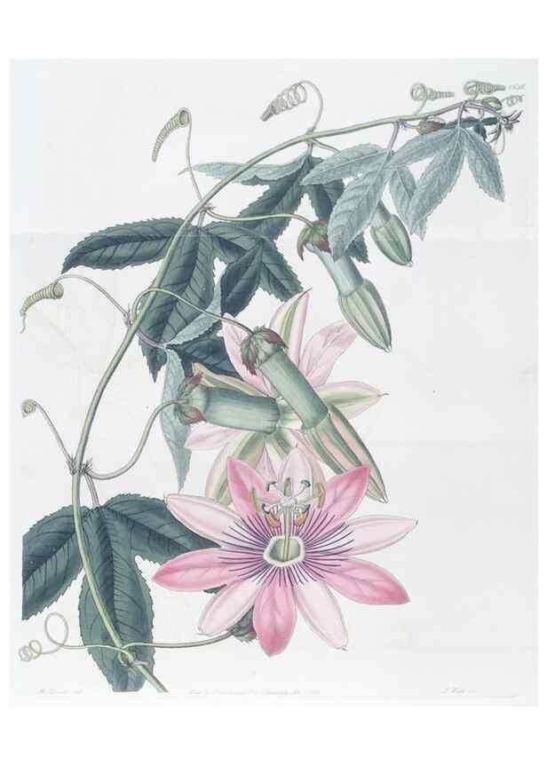 Reproducción/Reproduction 49825537112: Edwards's botanical register.. London :James Ridgway,1829-1847.. 