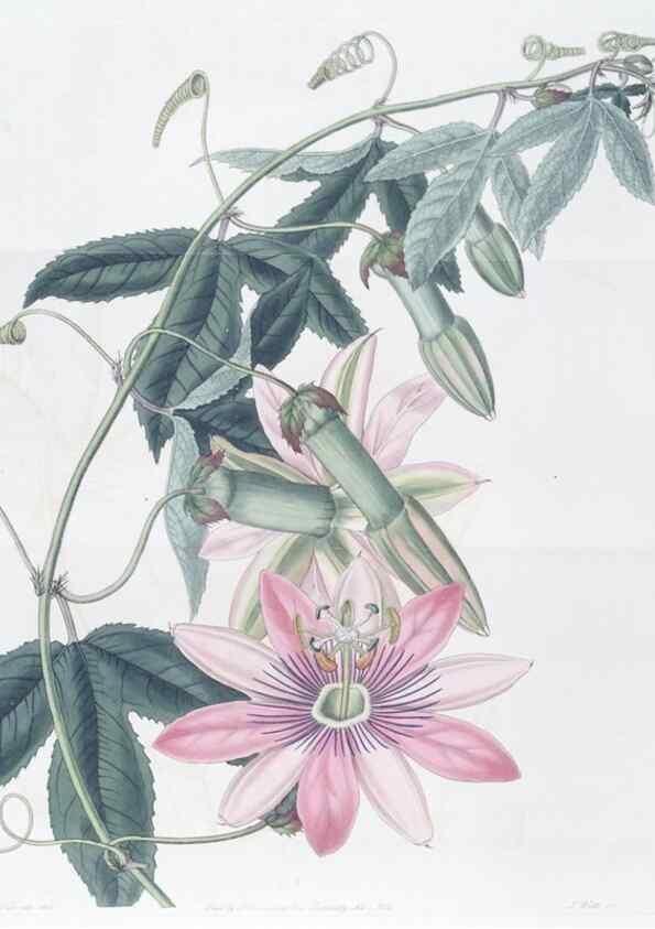 Reproducción/Reproduction 49825537112: Edwards's botanical register.. London :James Ridgway,1829-1847.. 