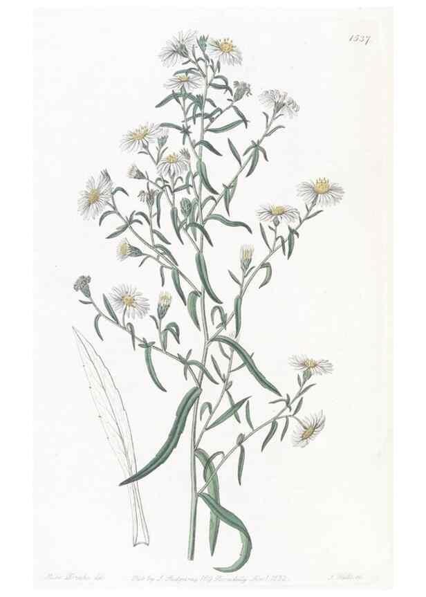 Reproducción/Reproduction 49825216306: Edwards's botanical register.. London :James Ridgway,1829-1847.. 