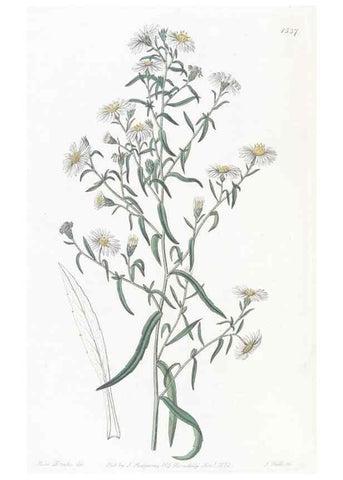 Reproducción/Reproduction 49825216306: Edwards's botanical register.. London :James Ridgway,1829-1847.. 