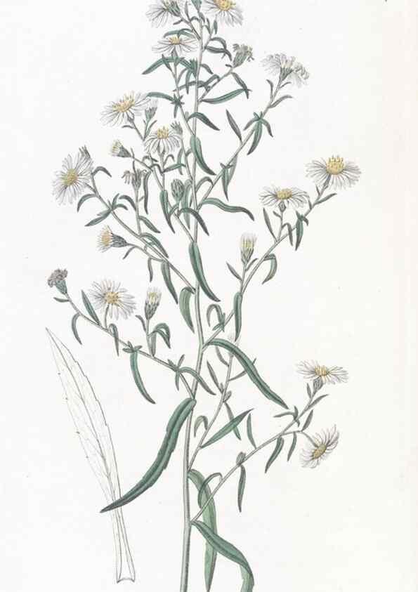 Reproducción/Reproduction 49825216306: Edwards's botanical register.. London :James Ridgway,1829-1847.. 