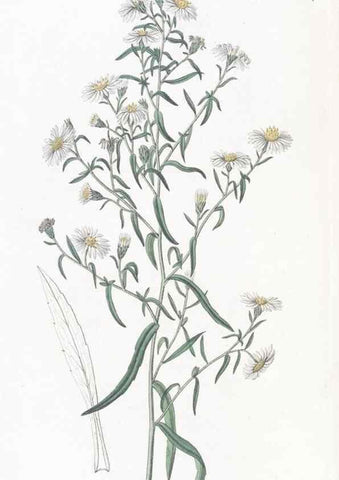 Reproducción/Reproduction 49825216306: Edwards's botanical register.. London :James Ridgway,1829-1847.. 
