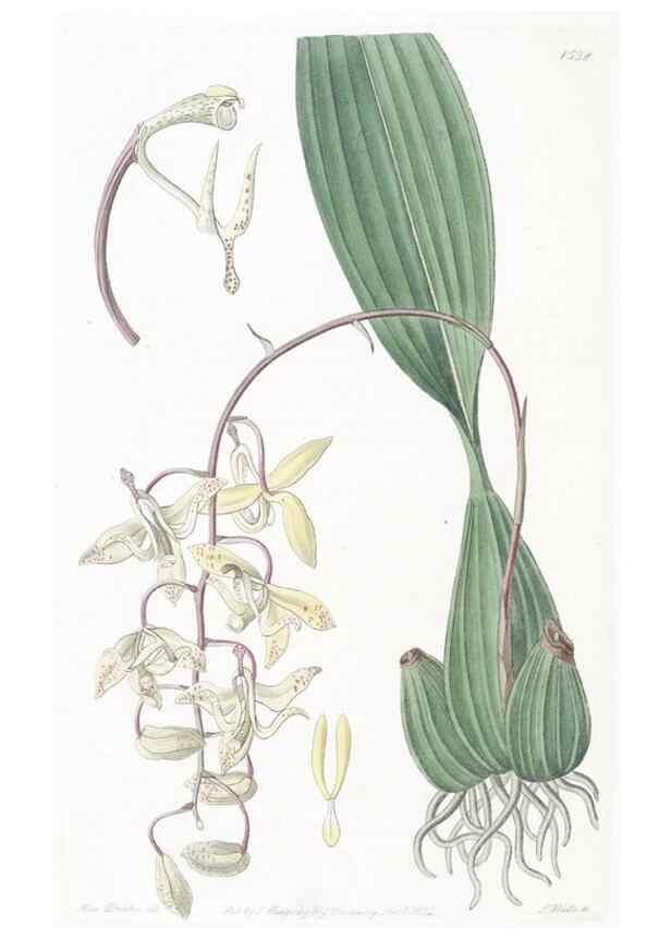 Reproducción/Reproduction 49824684158: Edwards's botanical register.. London :James Ridgway,1829-1847.. 