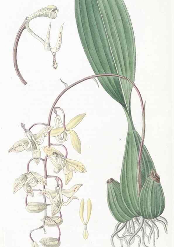 Reproducción/Reproduction 49824684158: Edwards's botanical register.. London :James Ridgway,1829-1847.. 