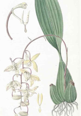 Reproducción/Reproduction 49824684158: Edwards's botanical register.. London :James Ridgway,1829-1847.. 