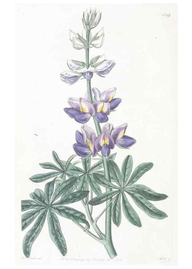 Reproducción/Reproduction 49825216781: Edwards's botanical register.. London :James Ridgway,1829-1847.. 