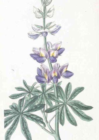 Reproducción/Reproduction 49825216781: Edwards's botanical register.. London :James Ridgway,1829-1847.. 