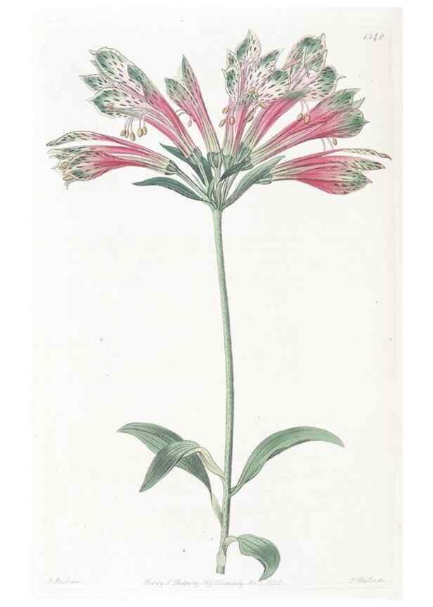 Reproducción/Reproduction 49825216981: Edwards's botanical register.. London :James Ridgway,1829-1847.. 
