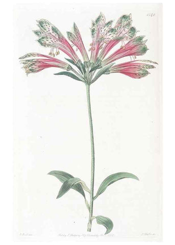 Reproducción/Reproduction 49825216981: Edwards's botanical register.. London :James Ridgway,1829-1847.. 