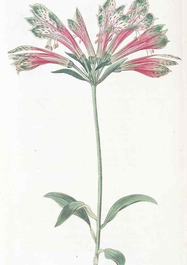 Reproducción/Reproduction 49825216981: Edwards's botanical register.. London :James Ridgway,1829-1847.. 