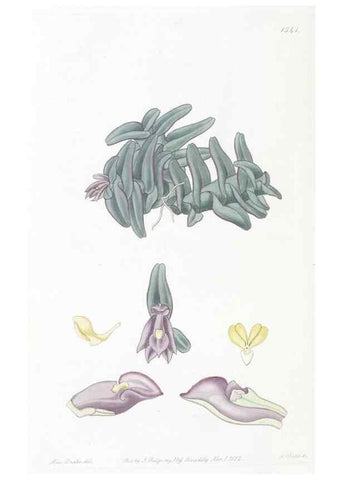Reproducción/Reproduction 49825217236: Edwards's botanical register.. London :James Ridgway,1829-1847.. 