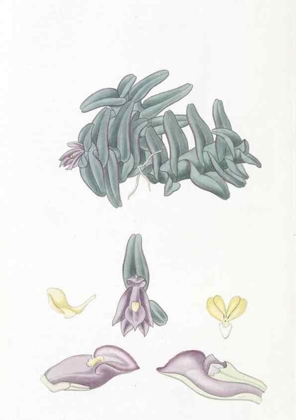Reproducción/Reproduction 49825217236: Edwards's botanical register.. London :James Ridgway,1829-1847.. 