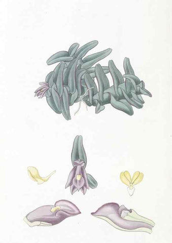 Reproducción/Reproduction 49825217236: Edwards's botanical register.. London :James Ridgway,1829-1847.. 