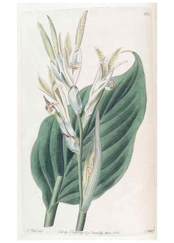 Reproducción/Reproduction 49824795363: Edwards's botanical register.. London :James Ridgway,1829-1847.. 