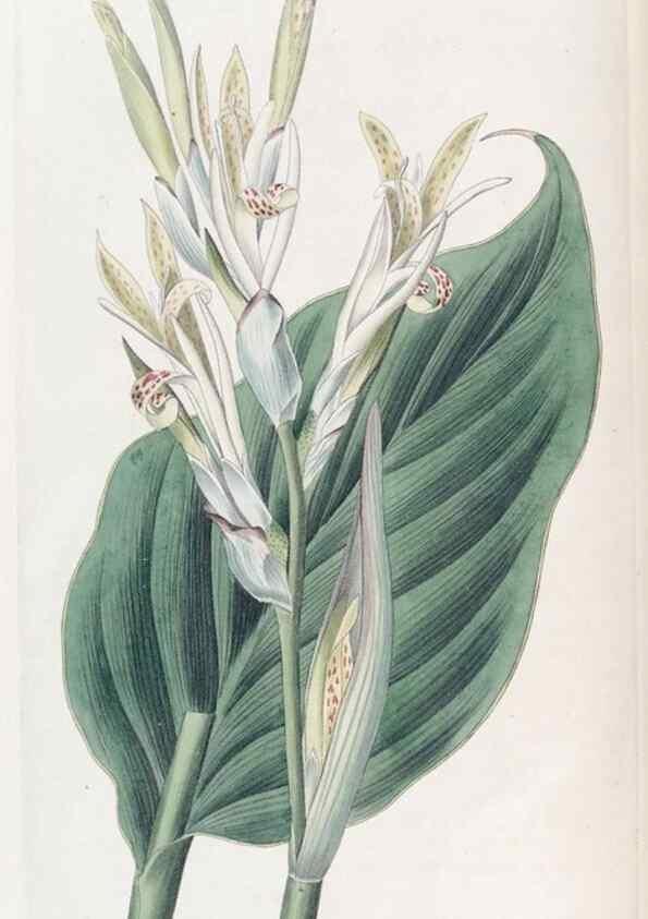 Reproducción/Reproduction 49824795363: Edwards's botanical register.. London :James Ridgway,1829-1847.. 