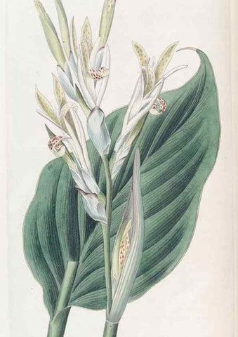 Reproducción/Reproduction 49824795363: Edwards's botanical register.. London :James Ridgway,1829-1847.. 