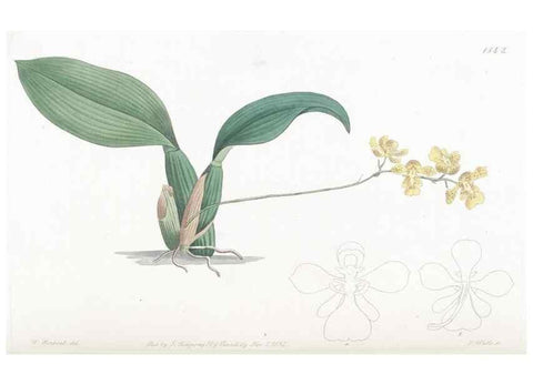 Reproducción/Reproduction 49825538472: Edwards's botanical register.. London :James Ridgway,1829-1847.. 