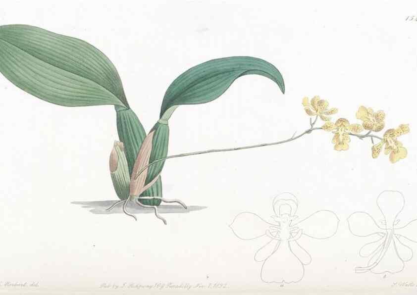 Reproducción/Reproduction 49825538472: Edwards's botanical register.. London :James Ridgway,1829-1847.. 