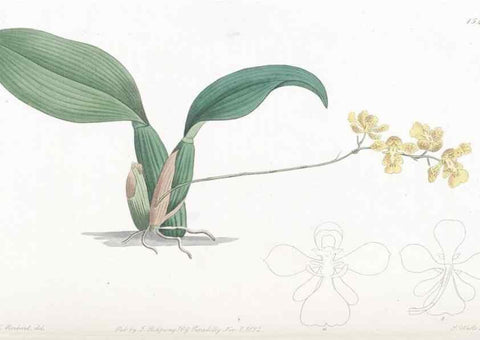 Reproducción/Reproduction 49825538472: Edwards's botanical register.. London :James Ridgway,1829-1847.. 